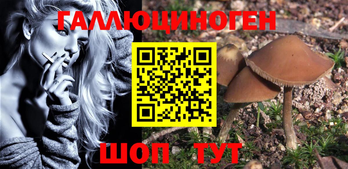 Махачкала  Псилоцибиновые грибы Psilocybine cubensis  Вход с VPN 